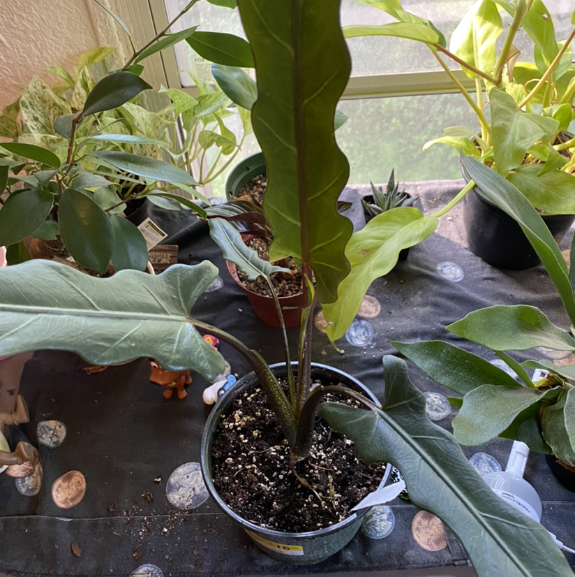 Potted Alocasia longiloba plant indoors with other plants in the background.