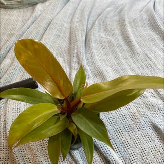 Philodendron Prince of Orange plant in Havana, Florida