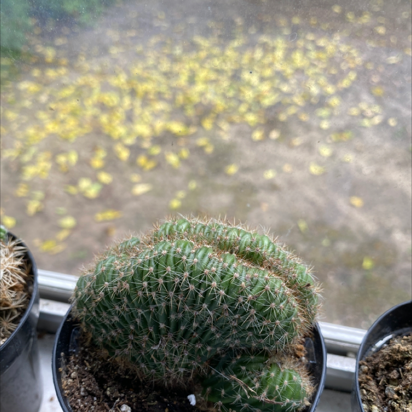 Photo of the plant species Caterpillar Cactus by @Swole44 named April ￼ on Greg, the plant care app