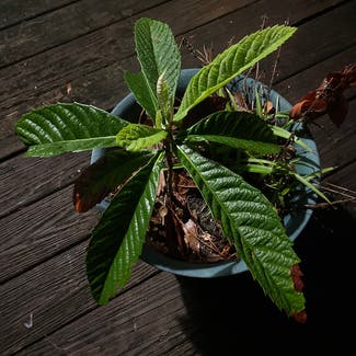 Loquat plant in Havana, Florida