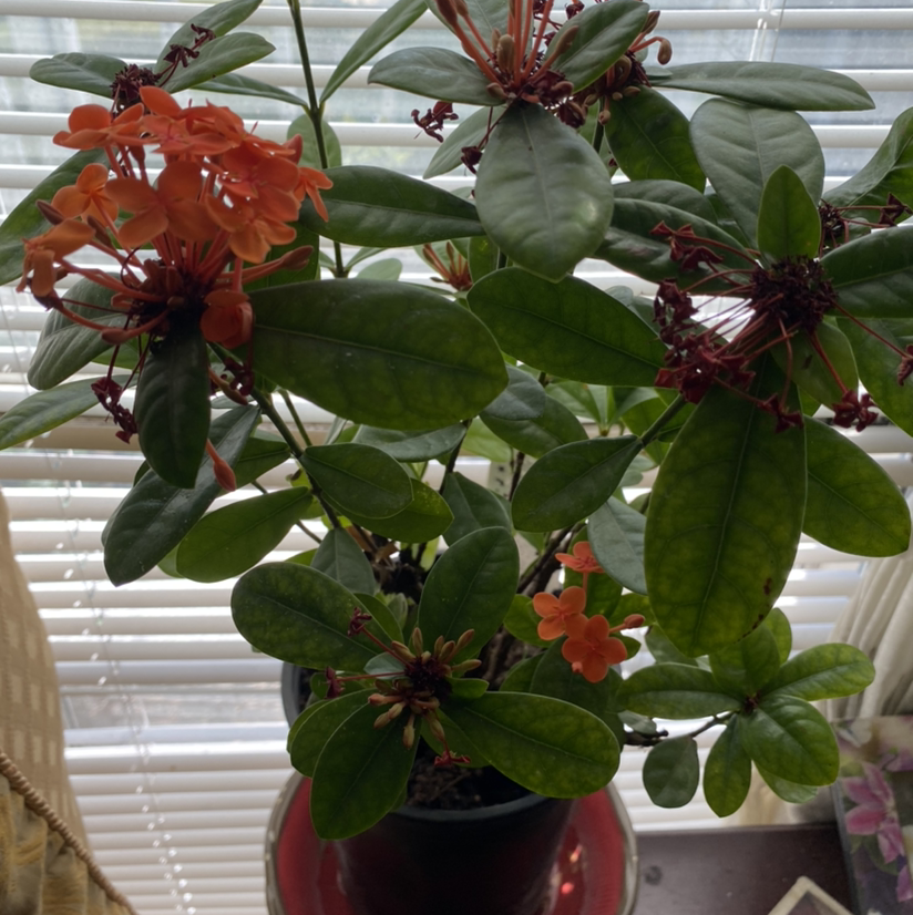 Photo of the plant species Jungle Geranium by @Swole44 named Shanesia ￼￼ on Greg, the plant care app