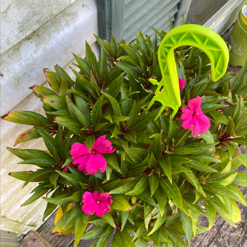 Photo of the plant species Balsam by @Swole44 named Harmony on Greg, the plant care app