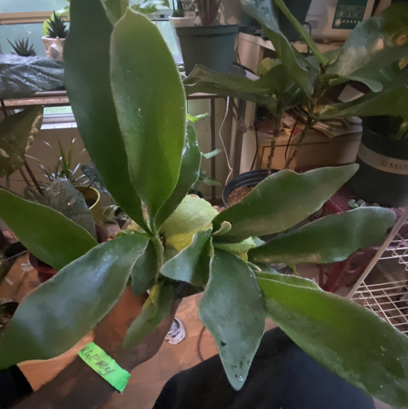 Photo of the plant species Platycerium Alcicorne by @Swole44 named Stacy on Greg, the plant care app