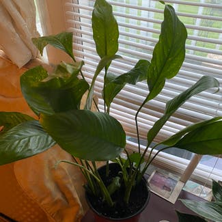 Peace Lily plant in Havana, Florida