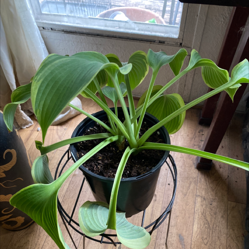 Potted Siebold's Plantain Lily with healthy green leaves near a window.
