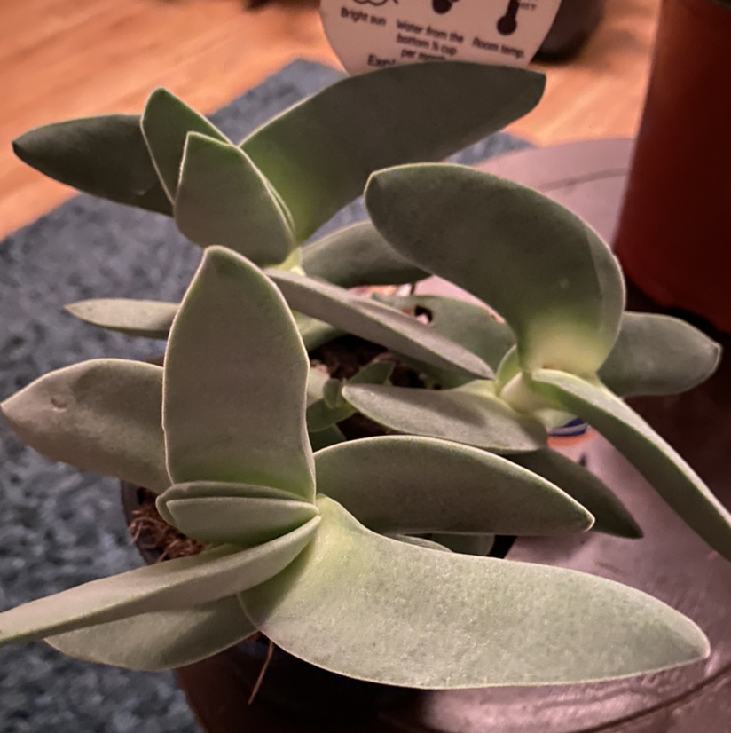 A healthy succulent plant with thick, fleshy leaves in a pot.