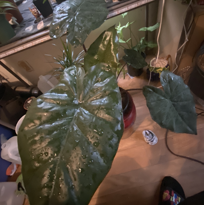Photo of the plant species Elephant Ear 'Morocco' by @Swole44 named Aly on Greg, the plant care app