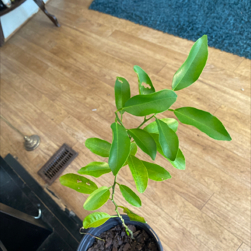 Young Orange Tree plant in a pot with green leaves, minor leaf damage visible.