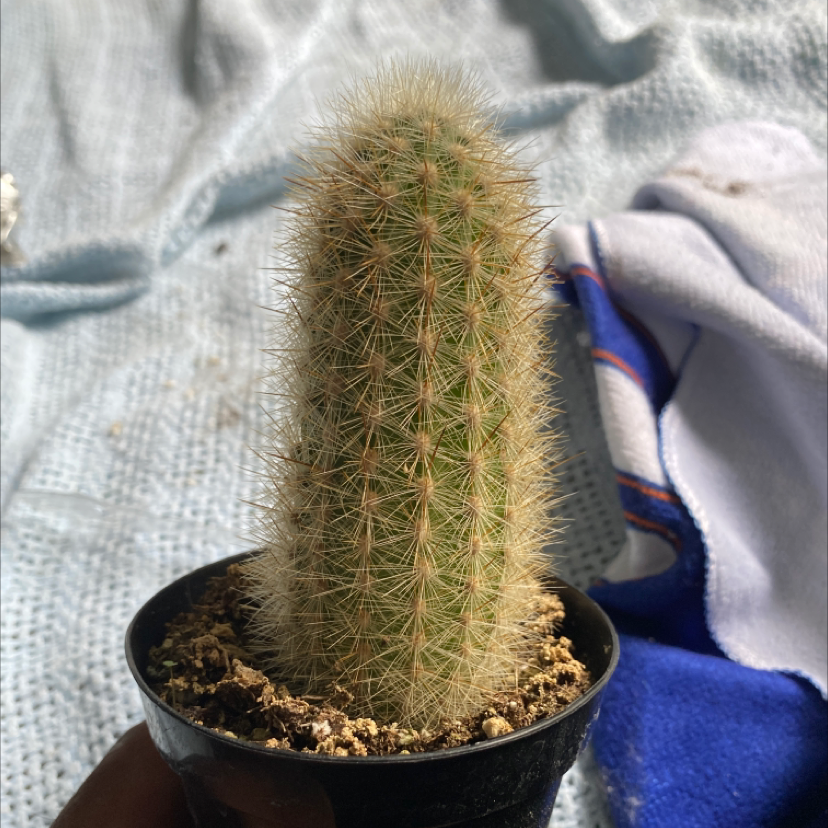 Photo of the plant species Peruvian Old Man Cactus by @Swole44 named Ouch ￼ on Greg, the plant care app