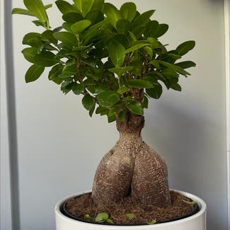 Ficus Ginseng plant in Goliad, Texas
