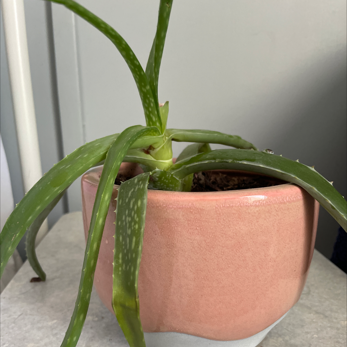 Aloe vera plant photo by @laj551 named Beans on Greg, the plant care app.