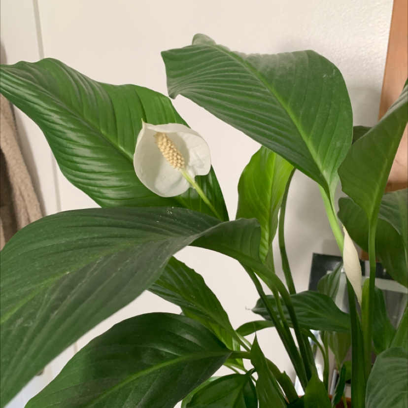 Peace Lily plant photo by @Teyawij named Lily on Greg, the plant care app.