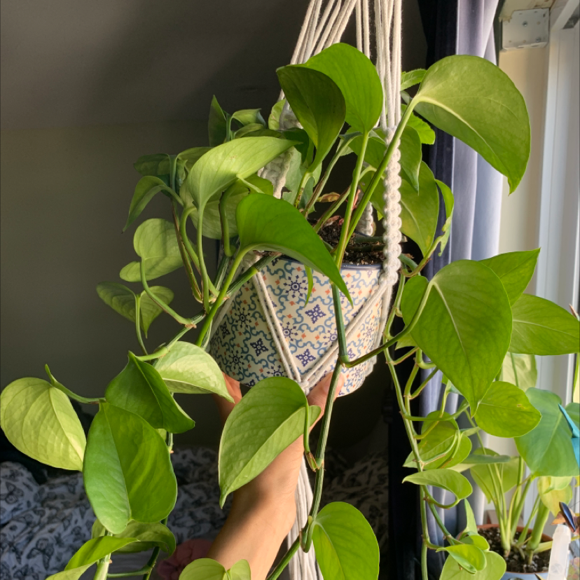 Taro Vine plant photo by @Teyawij named Ethos on Greg, the plant care app.