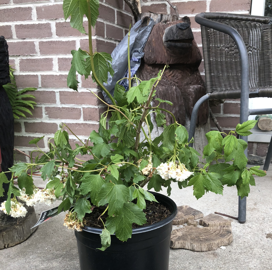 Plant care for European Cranberrybush 'Satisfaction' on Greg, the plant care app