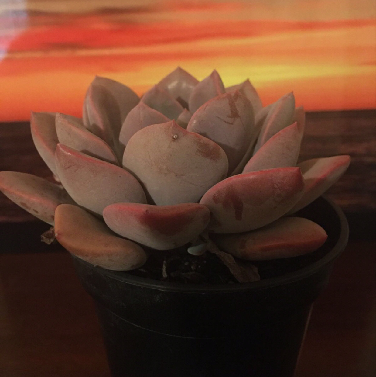 Graptoveria 'Debbie' succulent in a pot with some browning leaves, sunset background.
