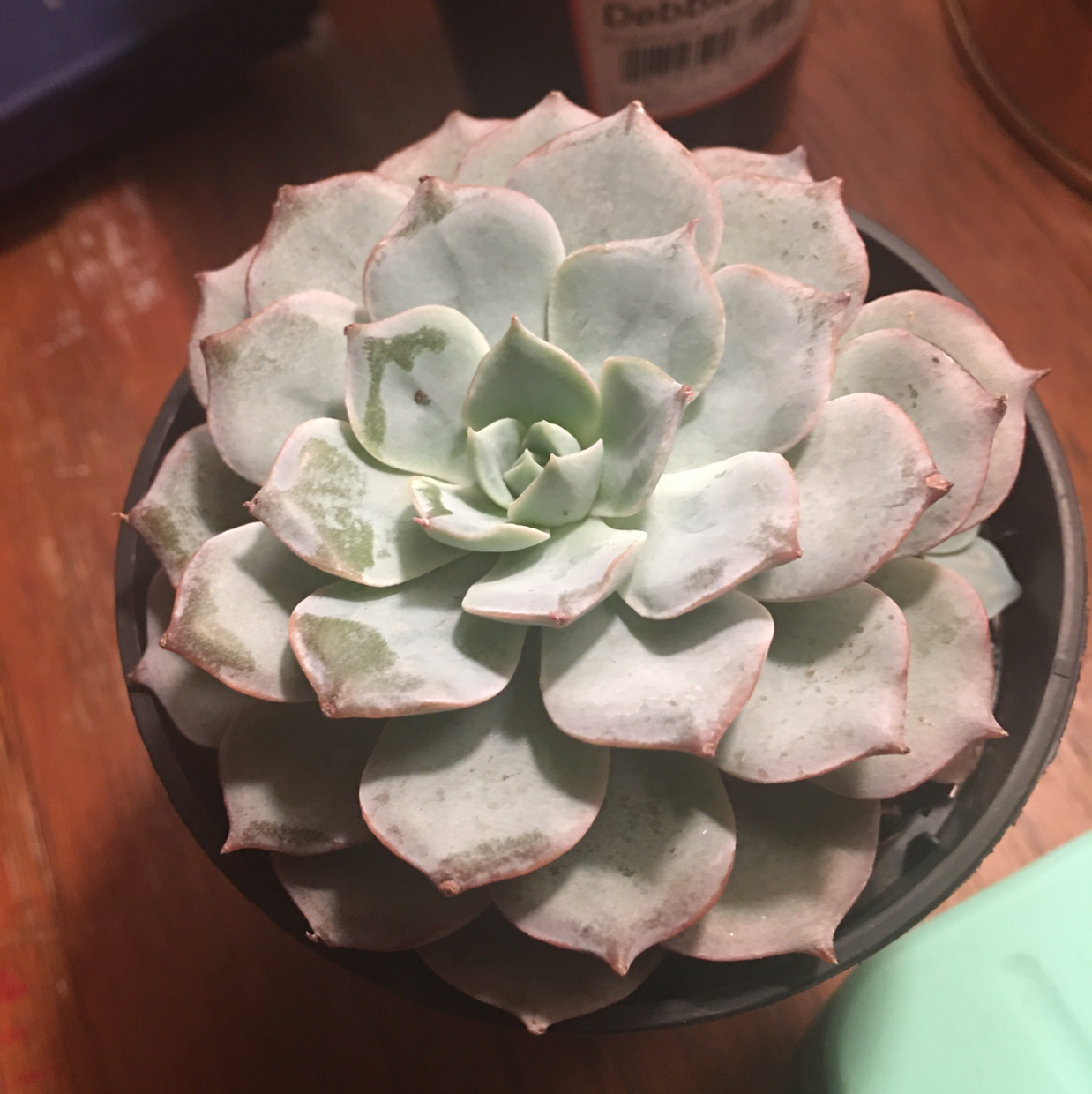 Echeveria 'Morning Beauty' succulent in a small pot with some leaf discoloration.