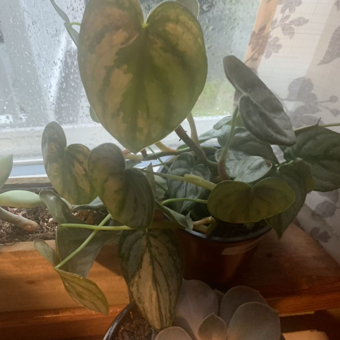 Silver Leaf Philodendron with healthy green leaves and variegation, potted near a window.