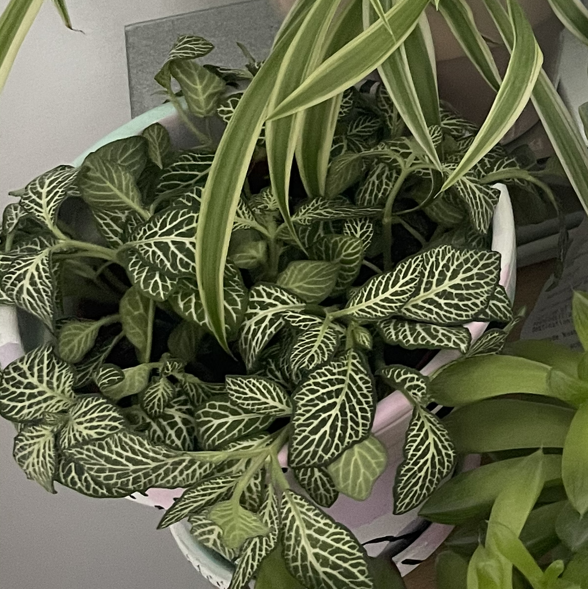 Nerve Plant plant photo by E named Sage on Greg, the plant care app.