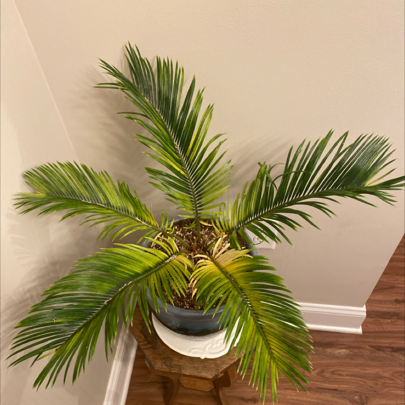 Sago Palm plant photo by @Bubzanderson named Spike on Greg, the plant care app.