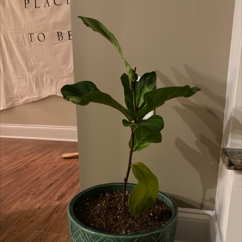 Fiddle Leaf Fig plant photo by @Bubzanderson named Fiddle on Greg, the plant care app.