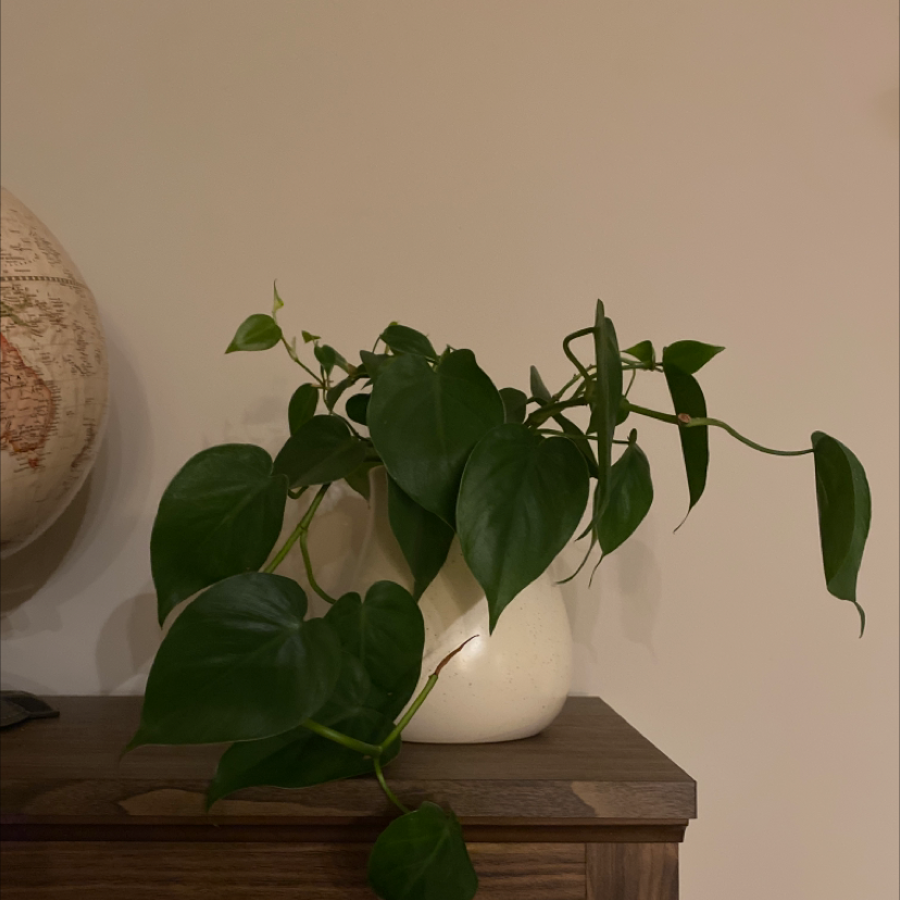 Philodendron Scandens plant photo by @Bubzanderson named Phil on Greg, the plant care app.