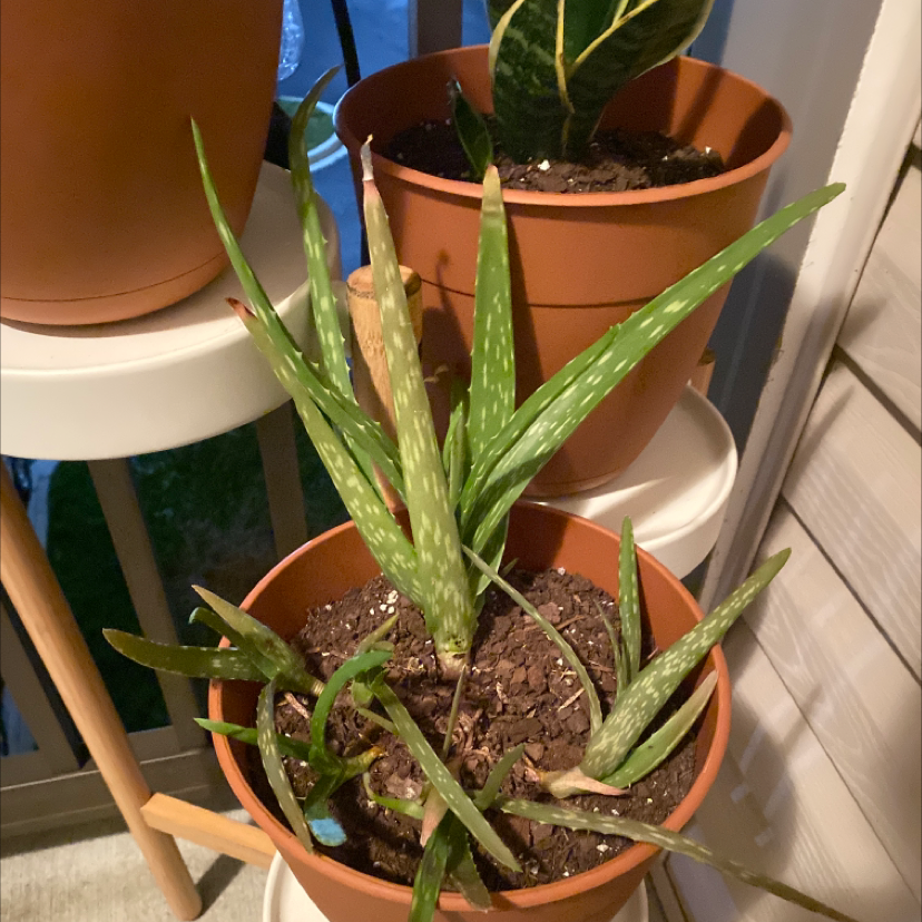 Aloe vera plant photo by @Bubzanderson named Ally on Greg, the plant care app.