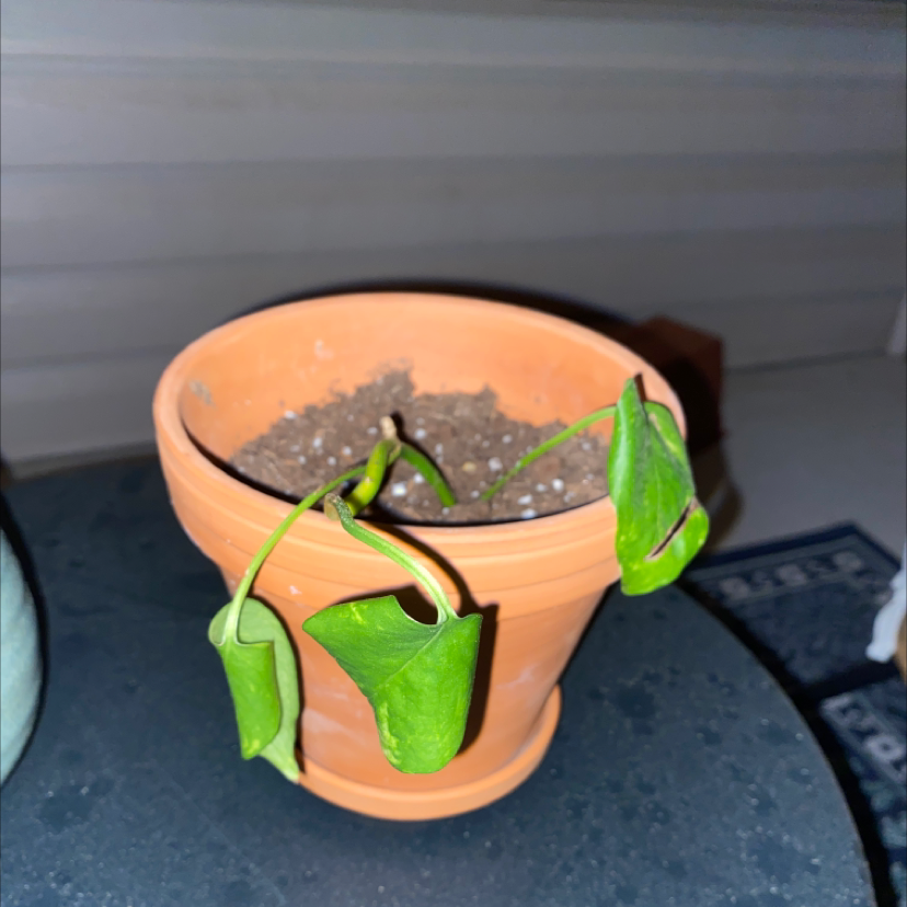 Taro Vine plant photo by @Bubzanderson named Pothos on Greg, the plant care app.