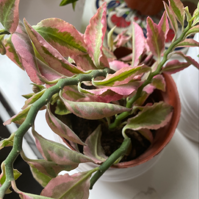Close-up of a colorful Peperomia clusiifolia plant with pink and cream variegated leaves in a rosette pattern, some browning on leaf edges.