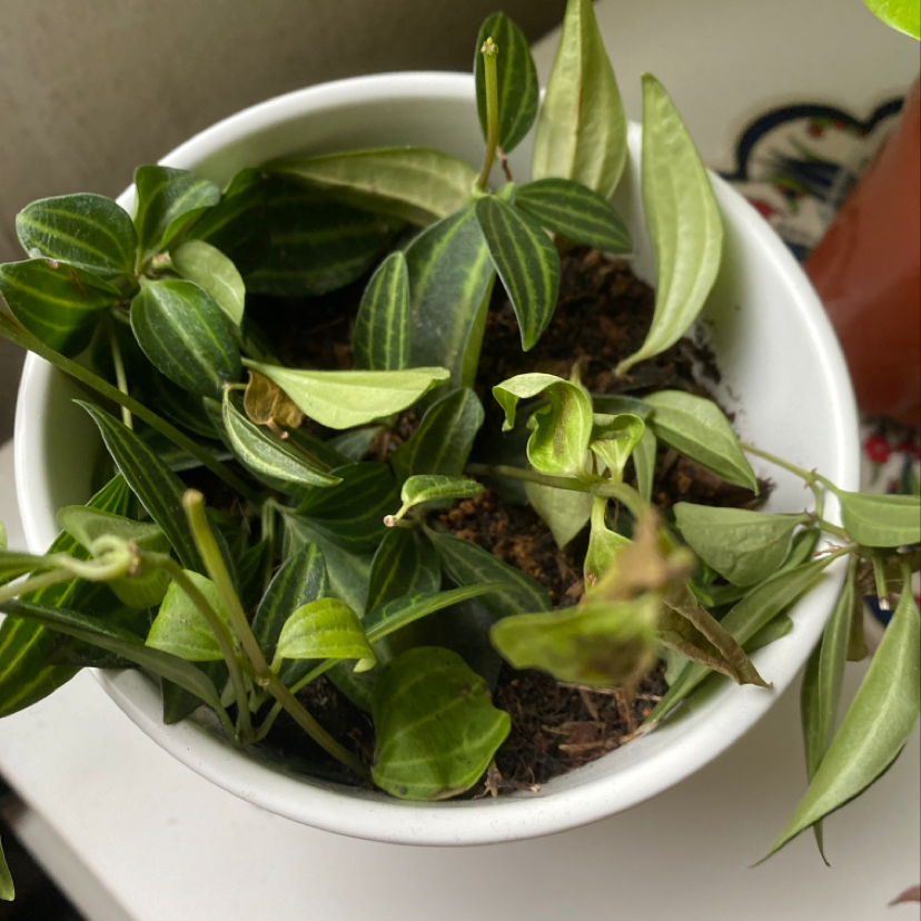 Jewel Orchid in a white pot with visible yellowing and browning leaves.