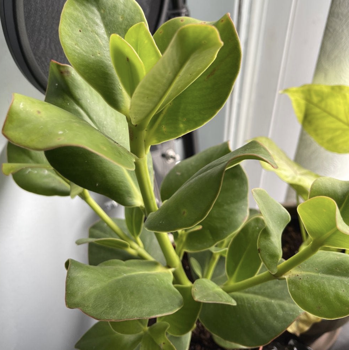 Healthy Autograph Tree with thick, glossy green leaves. No visible signs of disease.
