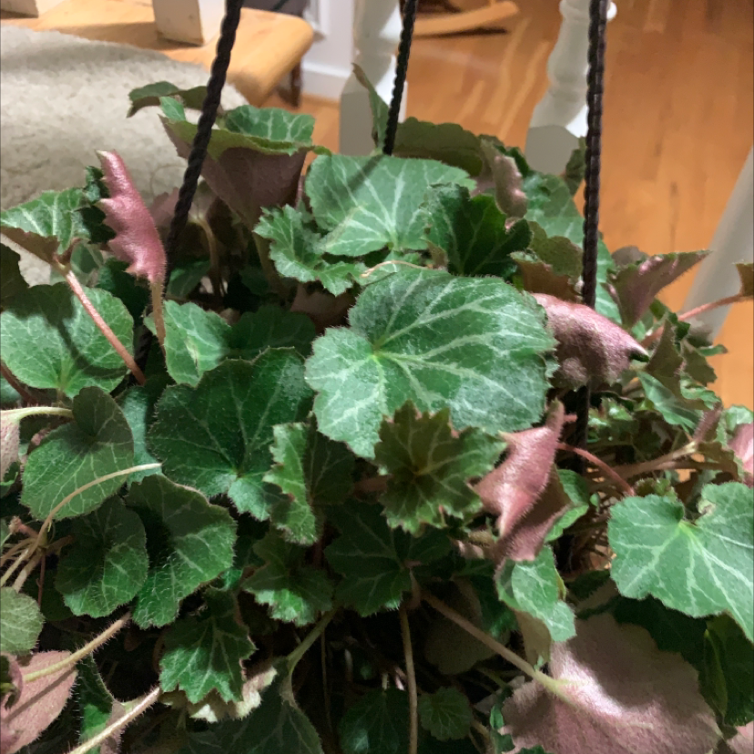 Photo of the plant species Strawberry Begonia by @brenna.n0 named strawberry short cake on Greg, the plant care app