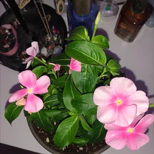 Rose Periwinkle plant photo by @brenna.n0 named Lola on Greg, the plant care app.