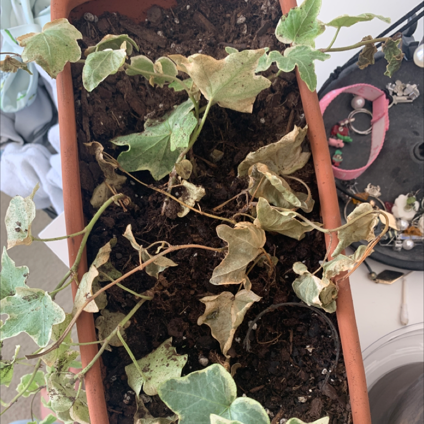 English Ivy plant photo by @brenna.n0 named Harmony on Greg, the plant care app.