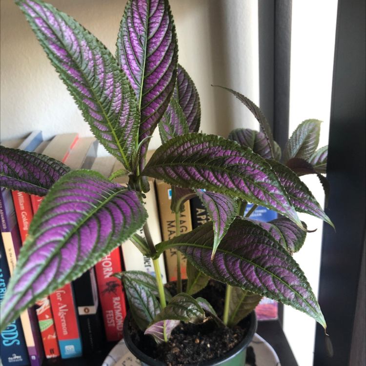 Photo of the plant species Strobilanthes dyerianus by Adrianna named Strobi on Greg, the plant care app