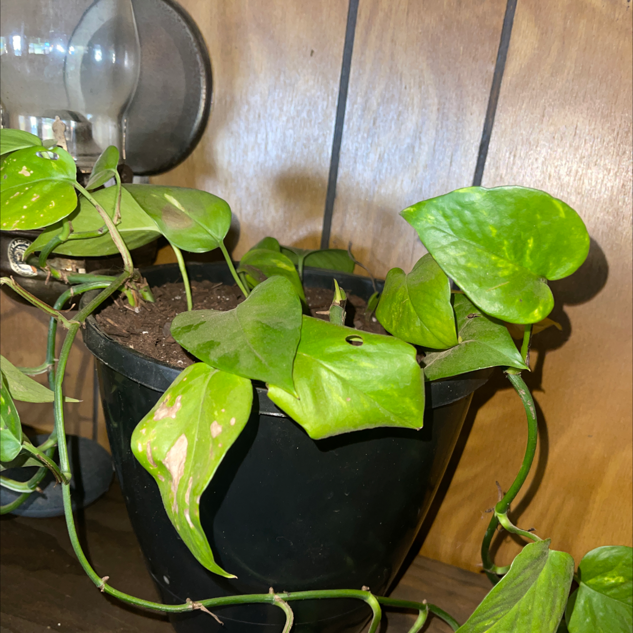 Taro Vine plant photo by @kandiB named Golden Girl on Greg, the plant care app.