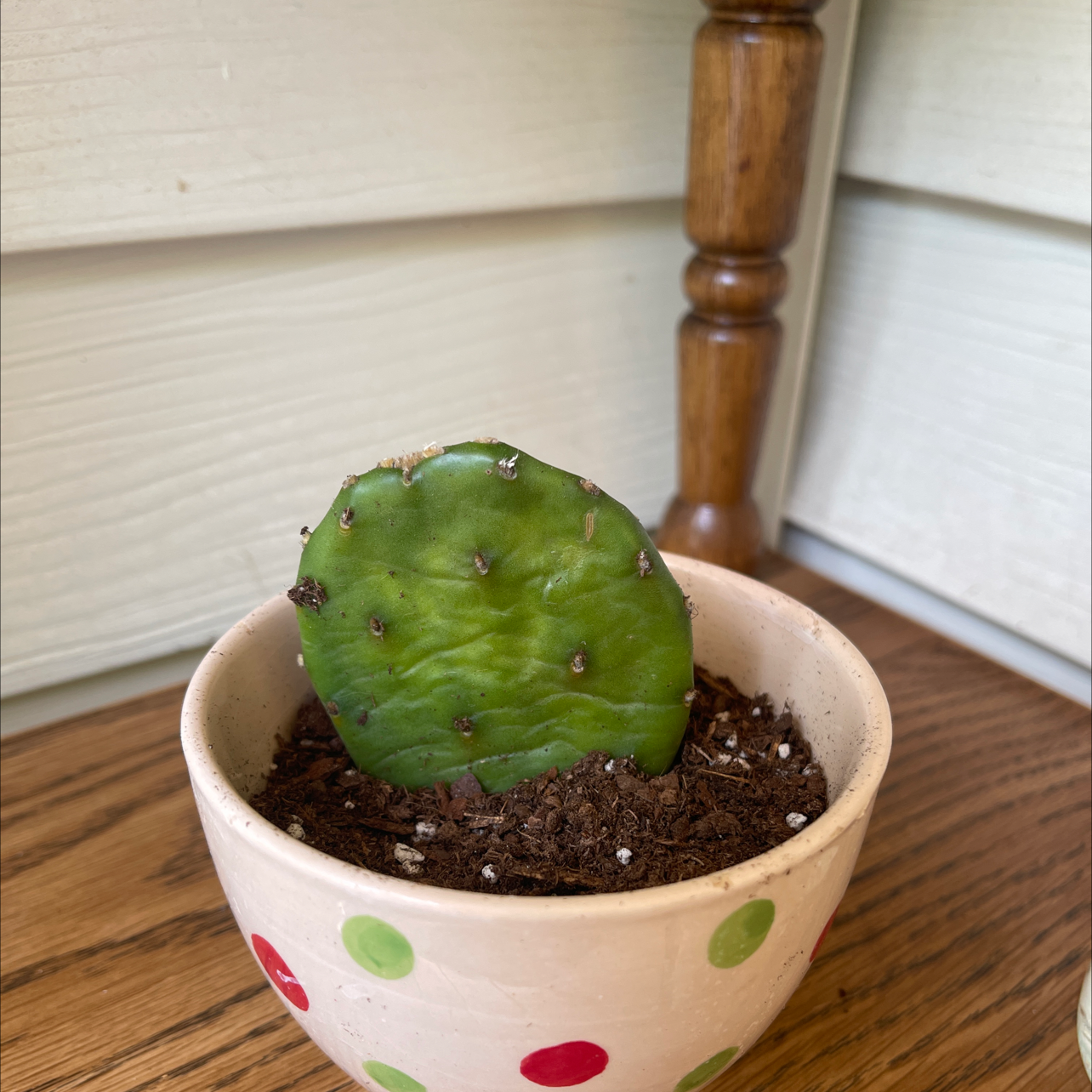 Smooth Prickly Pear plant photo by @kandiB named Dot on Greg, the plant care app.