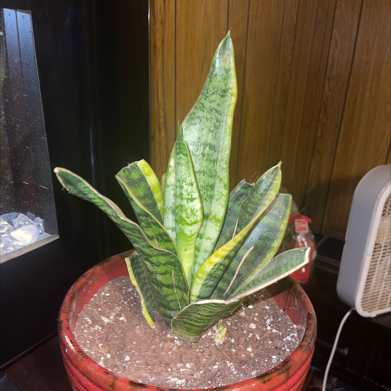 Snake Plant plant photo by @kandiB named Mother of the babies on Greg, the plant care app.