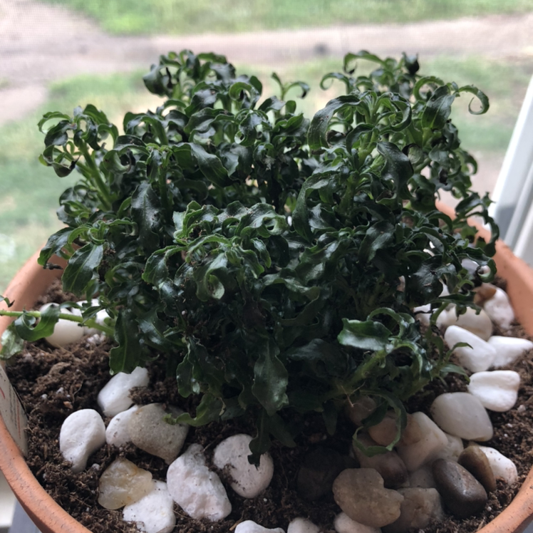 Photo of the plant species Hairy Joyweed by @KylieStarr named Mijito on Greg, the plant care app