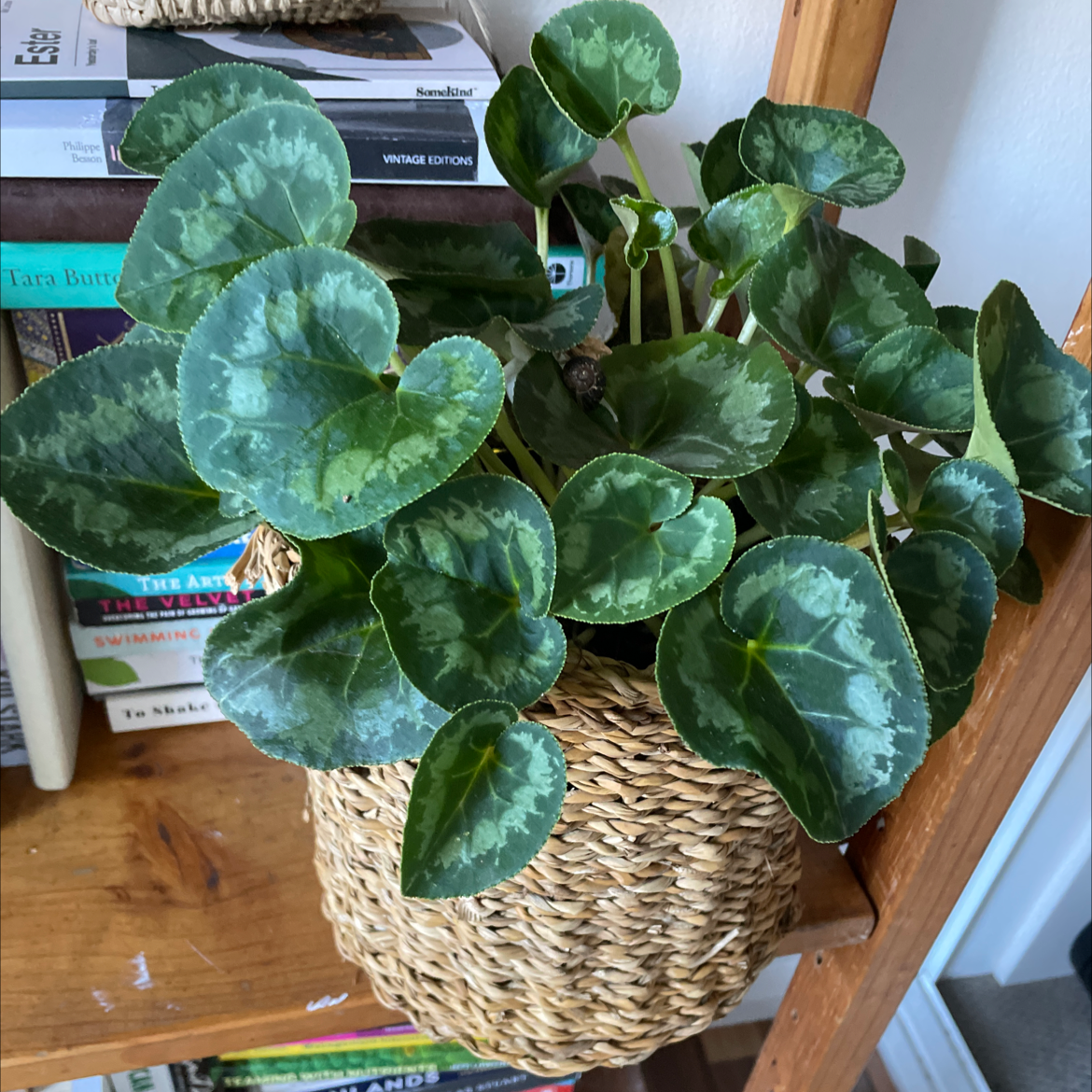 Photo of the plant species Persian Cyclamen by @Illuminate_me named Beautiful Blossom on Greg, the plant care app