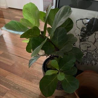 Fiddle Leaf Fig plant in Marrickville, New South Wales