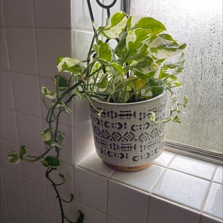 Marble Queen Pothos plant in Marrickville, New South Wales