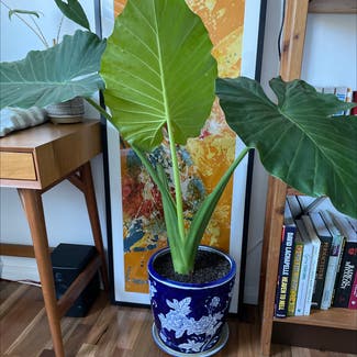 Giant Taro plant in Marrickville, New South Wales