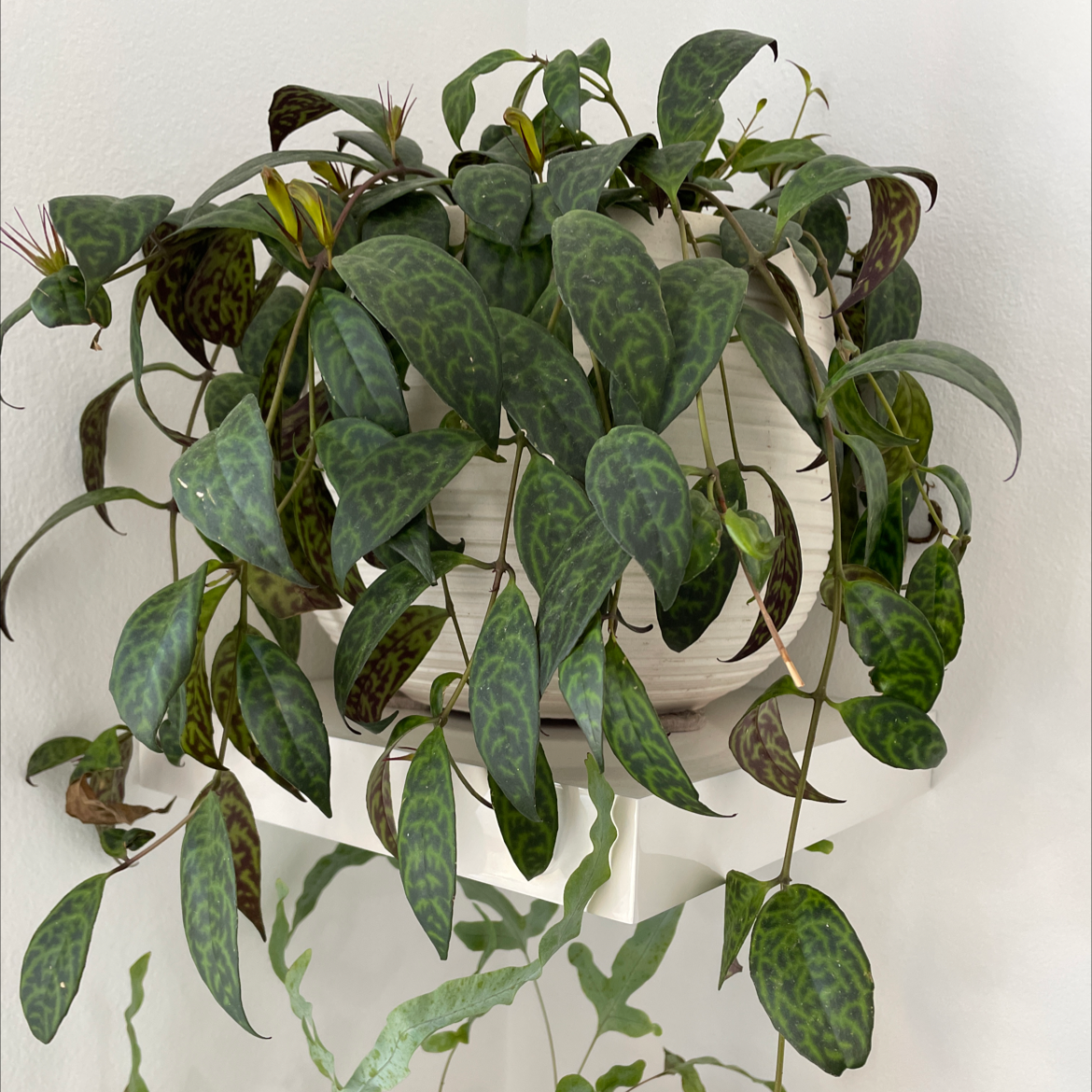 Black Pagoda Lipstick Plant with patterned leaves in a hanging pot against a white background.