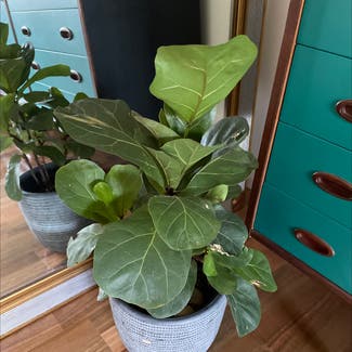 Fiddle Leaf Fig plant in Marrickville, New South Wales