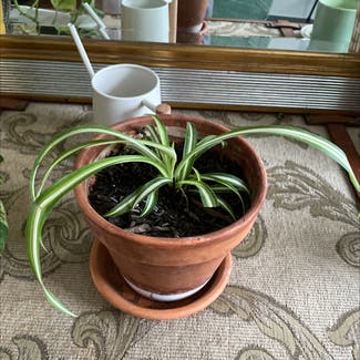 Spider Plant plant in Marrickville, New South Wales