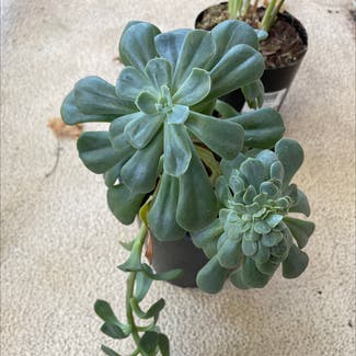 Echeveria Runyonii plant in Marrickville, New South Wales