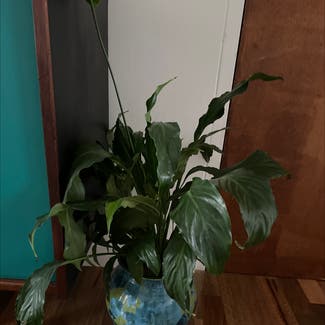 Peace Lily plant in Marrickville, New South Wales