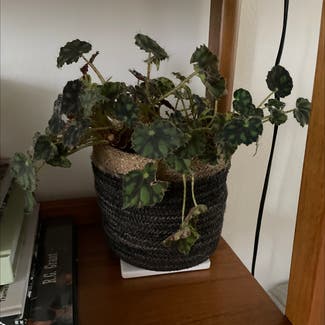 Rex Begonia plant in Marrickville, New South Wales