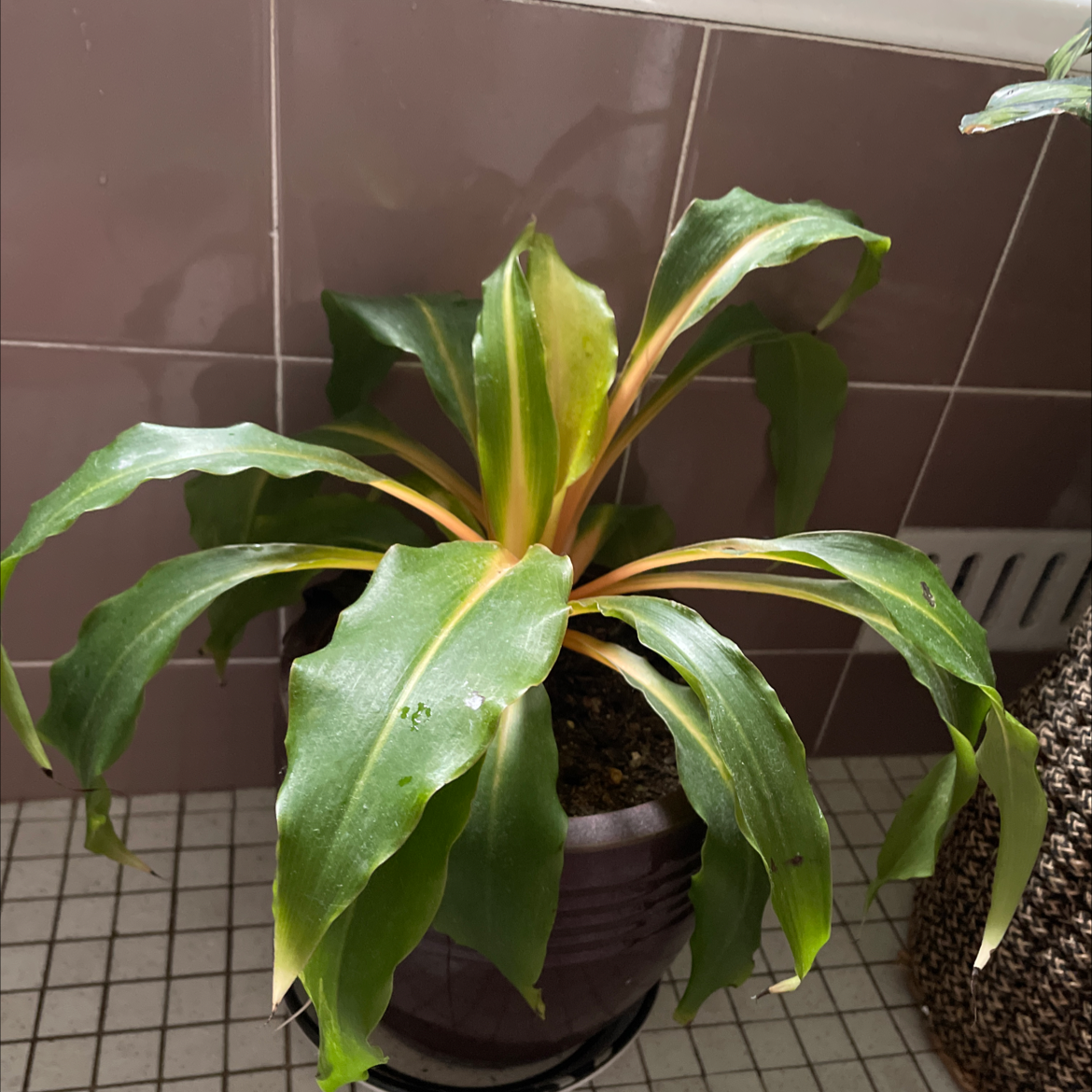 Photo of the plant species Mandarin Plant by @Illuminate_me named Tropical Bird on Greg, the plant care app