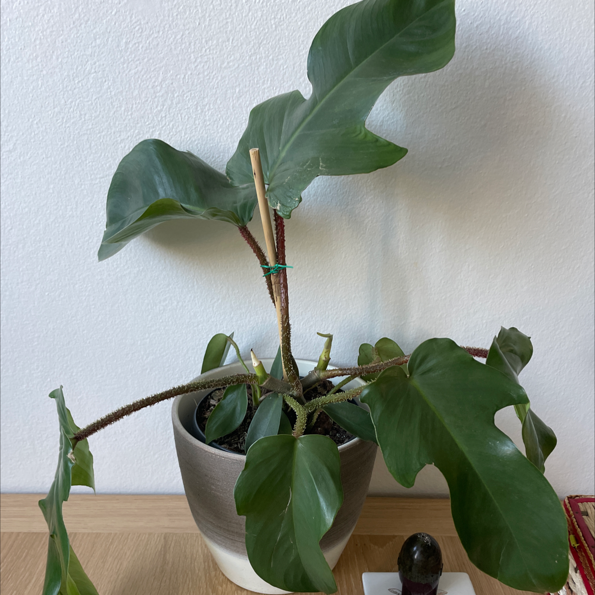 Potted Hairy Philodendron with healthy green leaves and visible soil.